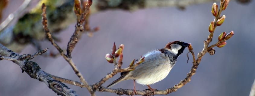 Budding Branches